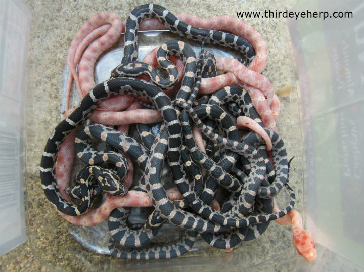 Okeetee Corn Snakes